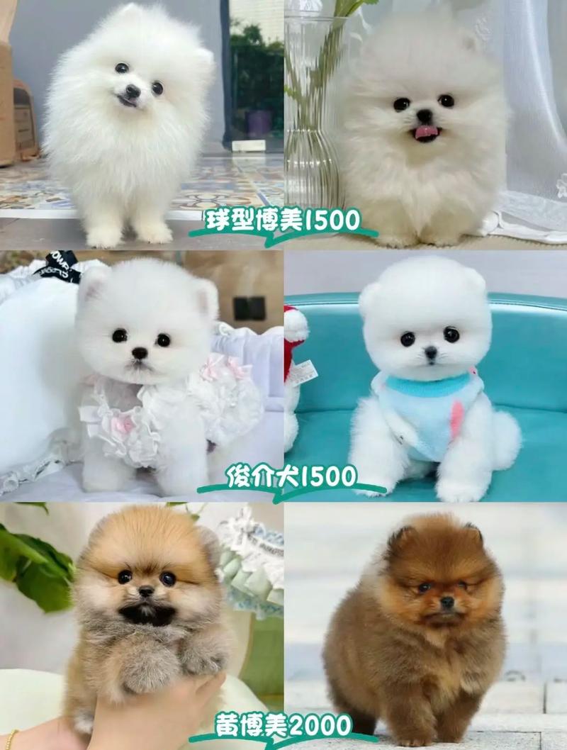 俊介犬毛色有哪些-纯种俊介犬-第2张图片 俊介犬毛色有哪些-纯种俊介犬-第2张图片