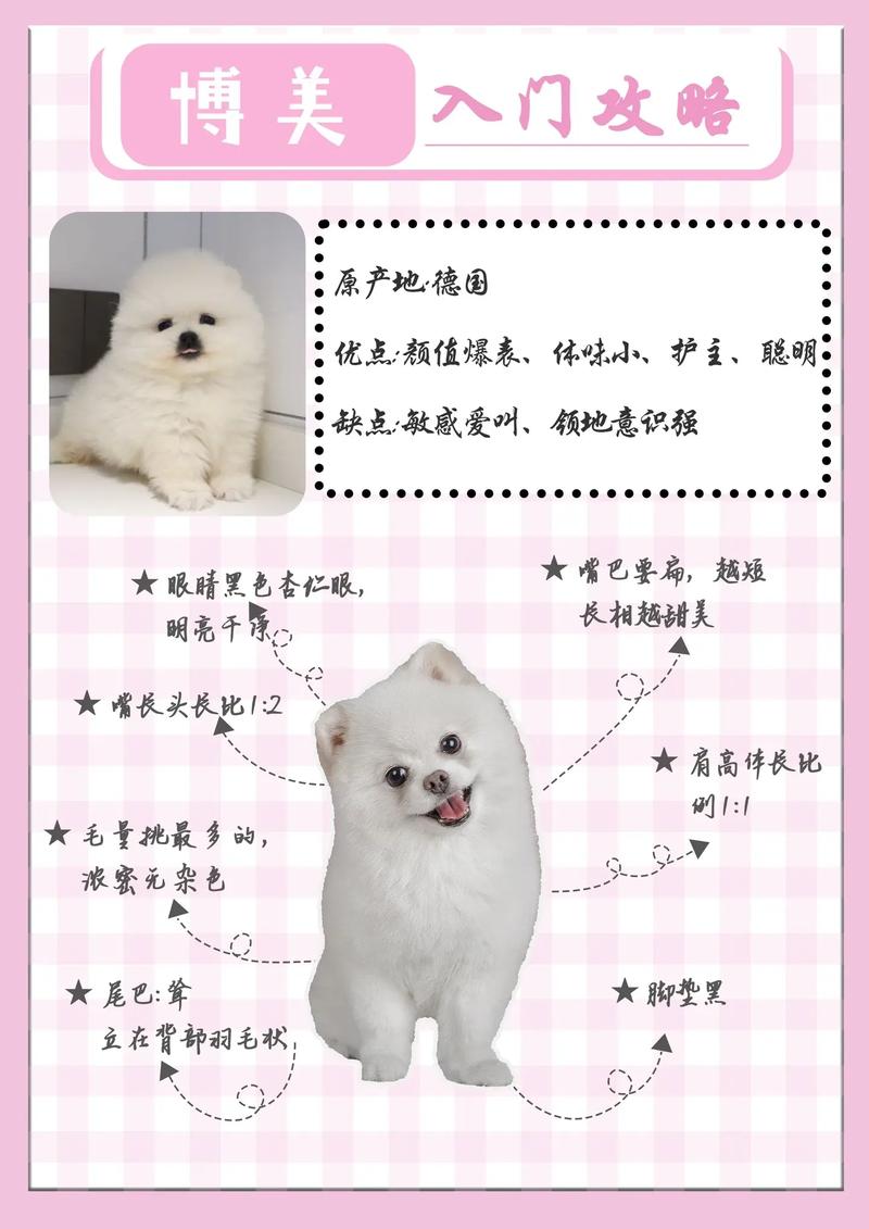 俊介犬毛色有哪些-纯种俊介犬-第3张图片 俊介犬毛色有哪些-纯种俊介犬-第3张图片