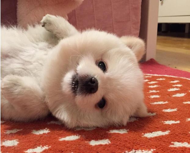 俊介犬毛色有哪些-纯种俊介犬-第6张图片 俊介犬毛色有哪些-纯种俊介犬-第6张图片