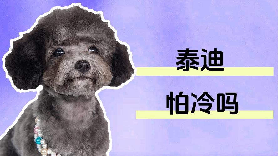 泰迪怕冷吗/泰迪怕冷吗用不用给它盖东西睡觉-第1张图片 泰迪怕冷吗/泰迪怕冷吗用不用给它盖东西睡觉-第1张图片