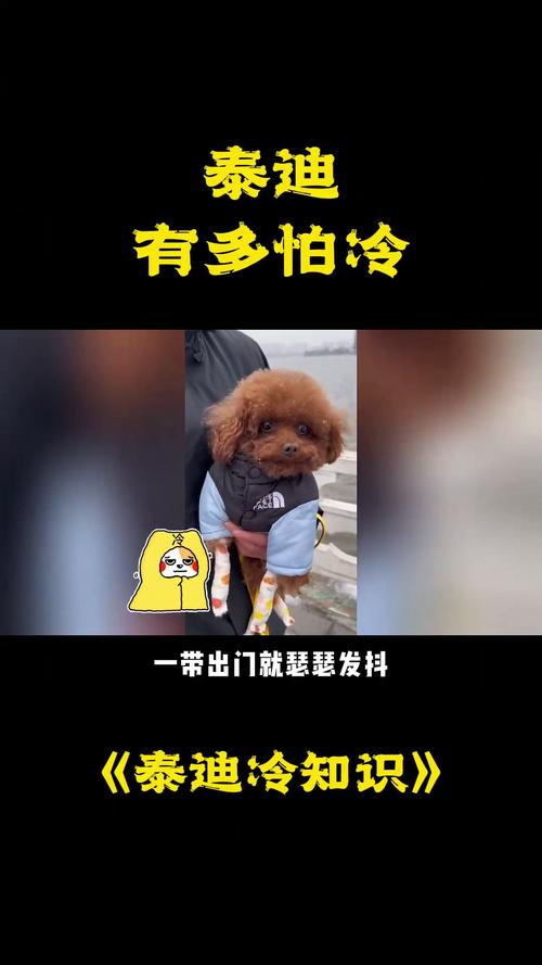 泰迪怕冷吗/泰迪怕冷吗用不用给它盖东西睡觉-第4张图片 泰迪怕冷吗/泰迪怕冷吗用不用给它盖东西睡觉-第4张图片