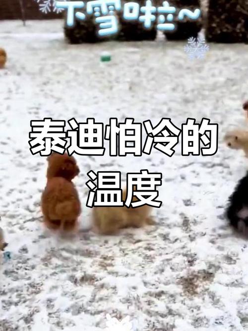 泰迪怕冷吗/泰迪怕冷吗用不用给它盖东西睡觉-第7张图片 泰迪怕冷吗/泰迪怕冷吗用不用给它盖东西睡觉-第7张图片