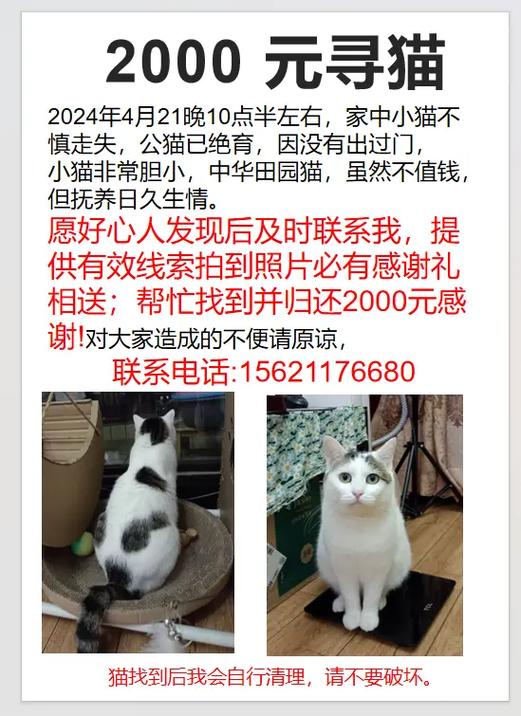 寻找小猫咪,寻找小猫咪游戏-第4张图片 寻找小猫咪,寻找小猫咪游戏-第4张图片