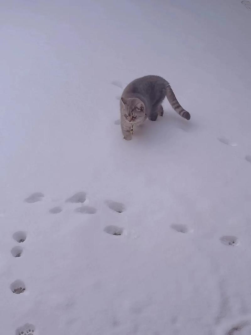 寻找小猫咪,寻找小猫咪游戏-第6张图片 寻找小猫咪,寻找小猫咪游戏-第6张图片
