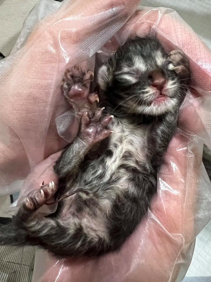 寻找小猫咪,寻找小猫咪游戏-第8张图片 寻找小猫咪,寻找小猫咪游戏-第8张图片