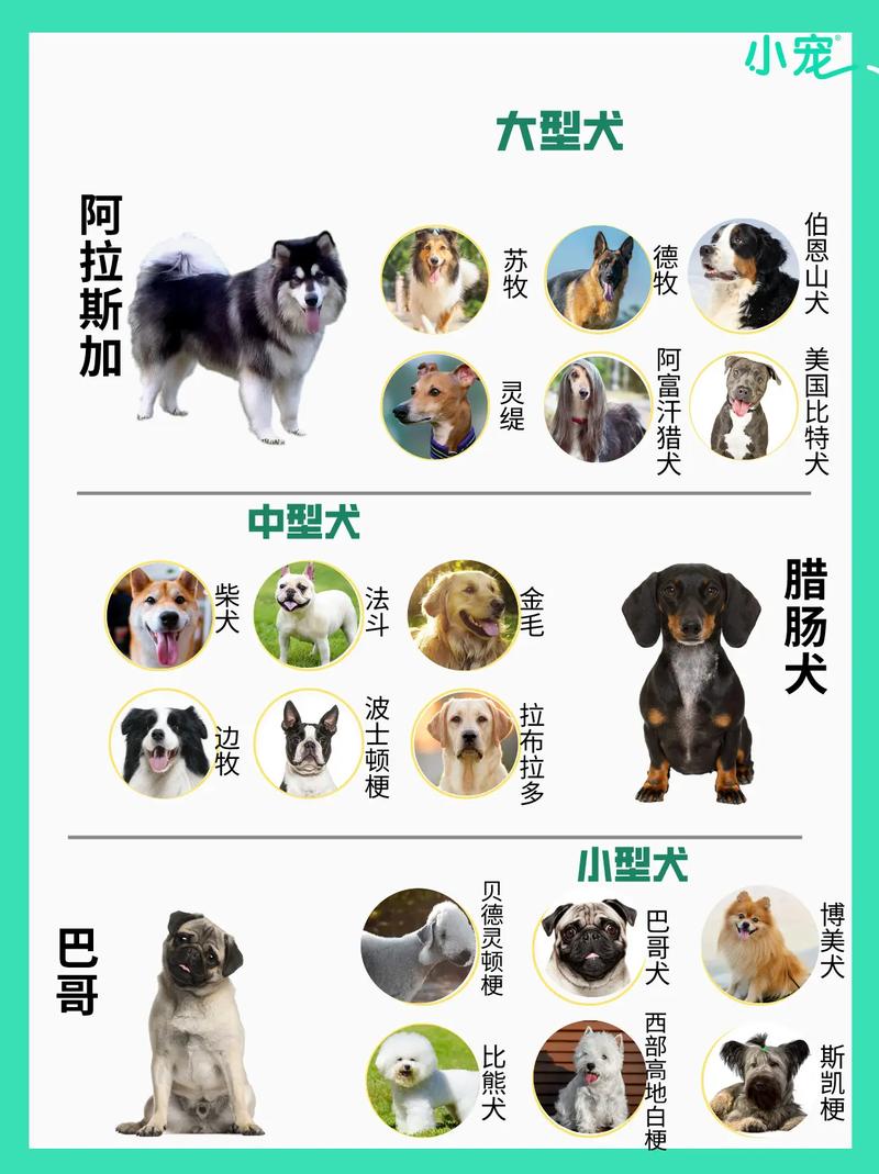 秋田犬和中华田园犬有什么区别/秋田犬和中华田园犬有什么关系吗-第1张图片 秋田犬和中华田园犬有什么区别/秋田犬和中华田园犬有什么关系吗-第1张图片