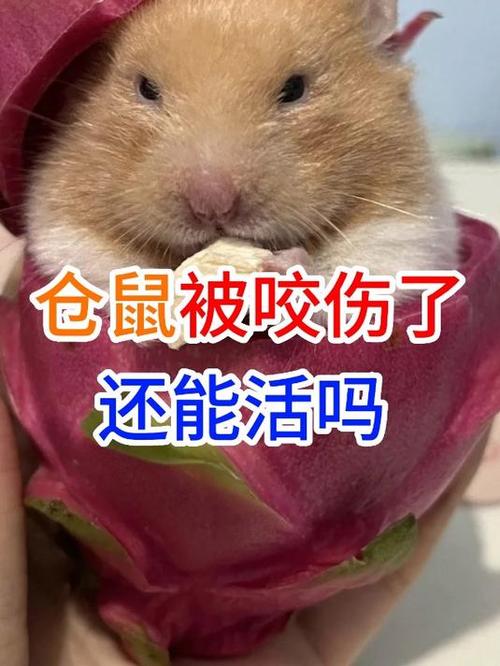 仓鼠会不会咬人,仓鼠会不会咬人,咬人会不会中毒-第7张图片 仓鼠会不会咬人,仓鼠会不会咬人,咬人会不会中毒-第7张图片