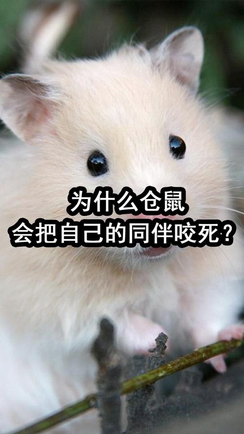仓鼠会不会咬人,仓鼠会不会咬人,咬人会不会中毒-第8张图片 仓鼠会不会咬人,仓鼠会不会咬人,咬人会不会中毒-第8张图片