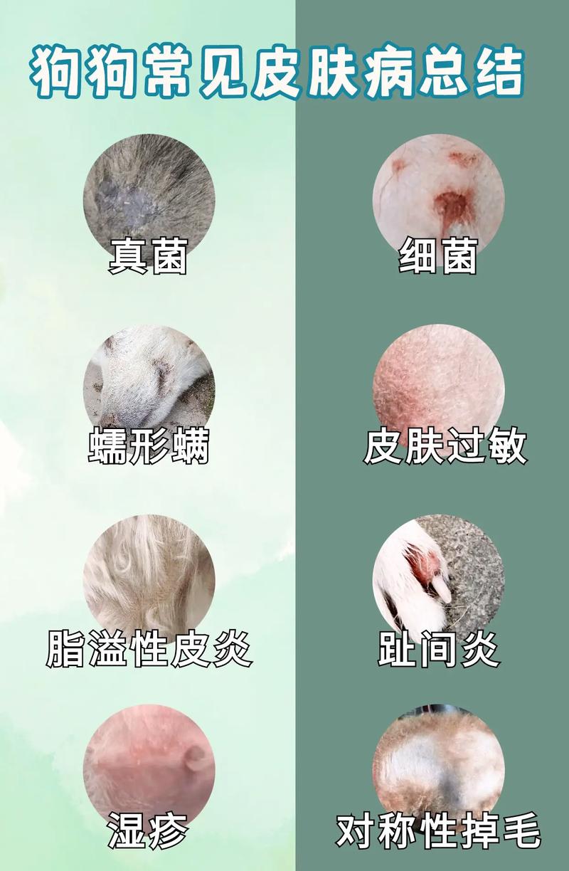 怎么看狗狗有没有皮肤病-怎么看狗狗是否有皮肤病-第7张图片 怎么看狗狗有没有皮肤病-怎么看狗狗是否有皮肤病-第7张图片