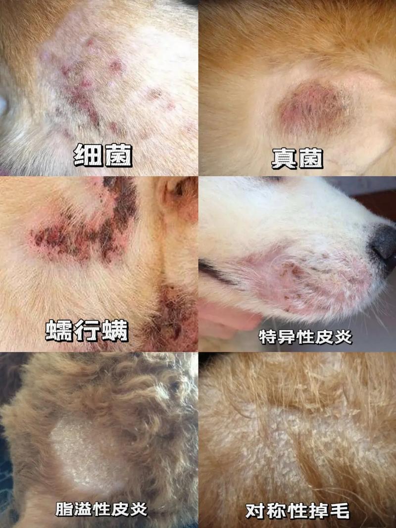 怎么看狗狗有没有皮肤病-怎么看狗狗是否有皮肤病-第9张图片 怎么看狗狗有没有皮肤病-怎么看狗狗是否有皮肤病-第9张图片