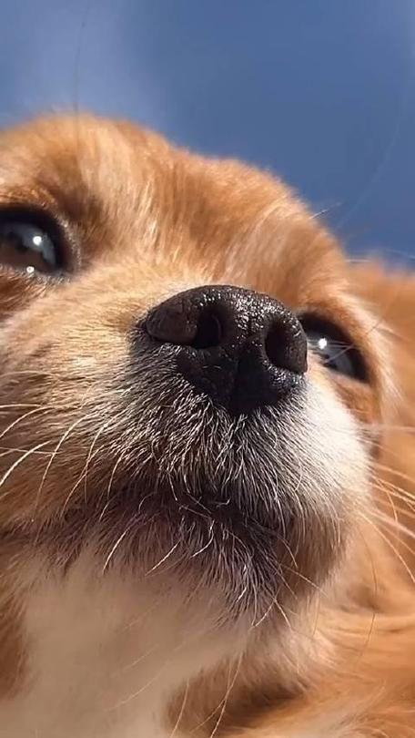 狗狗鼻子冰凉正常吗/狗狗鼻子冰冰的正常吗?-第4张图片 狗狗鼻子冰凉正常吗/狗狗鼻子冰冰的正常吗?-第4张图片