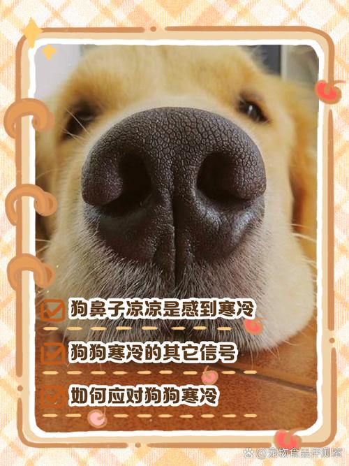 狗狗鼻子冰凉正常吗/狗狗鼻子冰冰的正常吗?-第5张图片 狗狗鼻子冰凉正常吗/狗狗鼻子冰冰的正常吗?-第5张图片