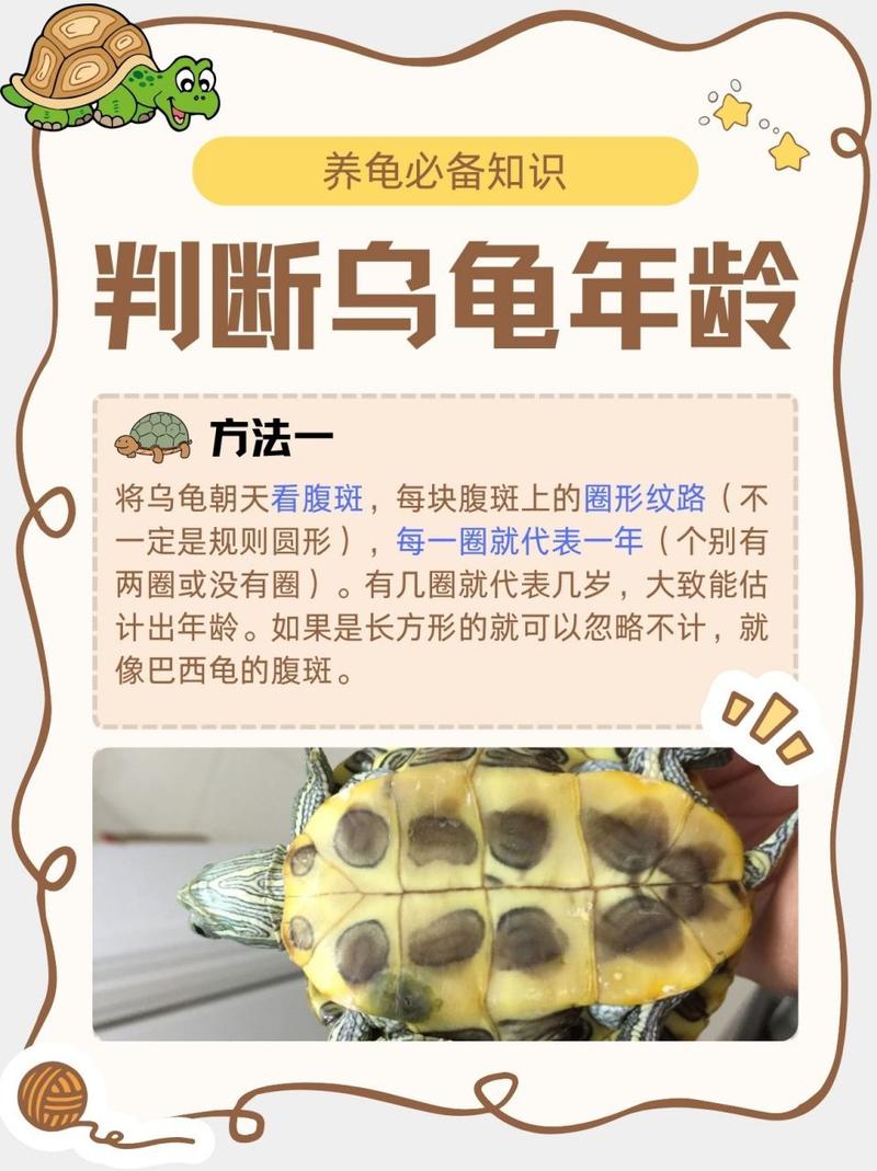 作为消费者“巴西乌龟寿命”你不能不知道-第2张图片 作为消费者“巴西乌龟寿命”你不能不知道-第2张图片
