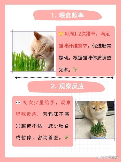猫咪几个月可以吃猫草,猫咪几个月可以吃猫草冻干猫粮-第3张图片 猫咪几个月可以吃猫草,猫咪几个月可以吃猫草冻干猫粮-第3张图片