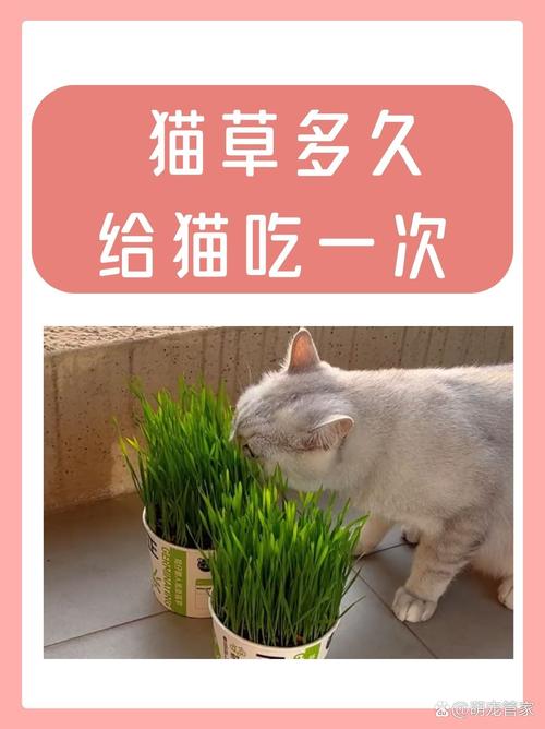 猫咪几个月可以吃猫草,猫咪几个月可以吃猫草冻干猫粮-第5张图片 猫咪几个月可以吃猫草,猫咪几个月可以吃猫草冻干猫粮-第5张图片