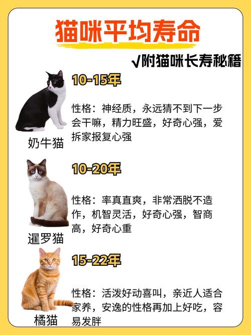 猫咪的寿命/猫咪的寿命一般是多少年