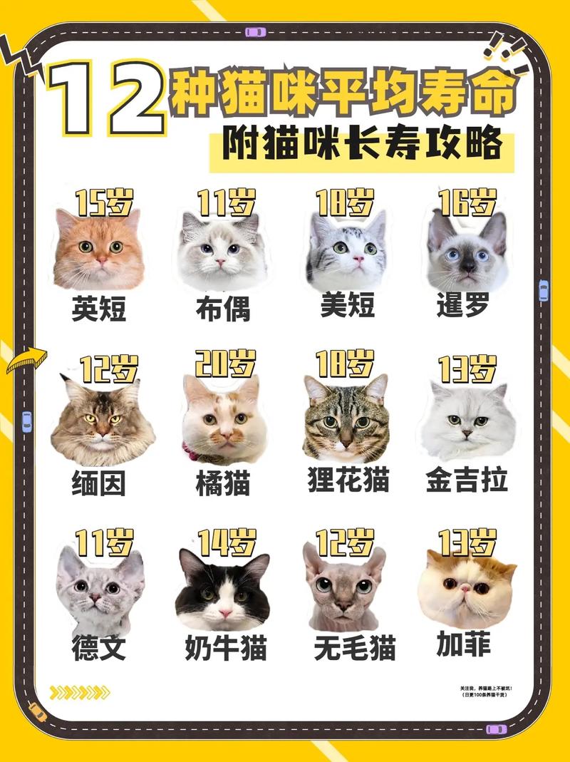 猫咪的寿命/猫咪的寿命一般是多少年-第3张图片 猫咪的寿命/猫咪的寿命一般是多少年-第3张图片
