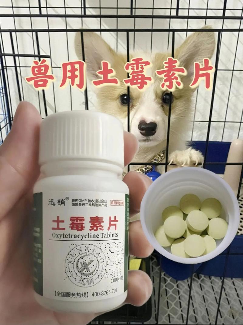 解析“狗狗拉肚子可以吃土霉素吗”你不知道的事