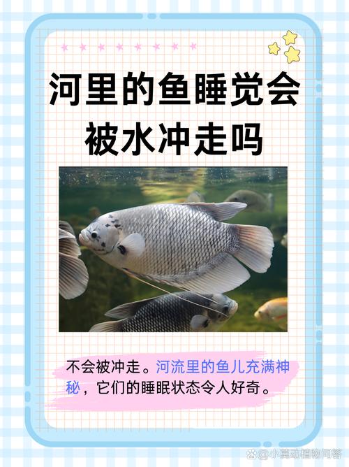 解析“鱼需要睡觉吗”你不知道的事-第1张图片 解析“鱼需要睡觉吗”你不知道的事-第1张图片