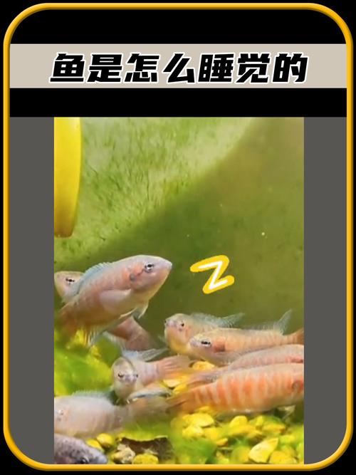 解析“鱼需要睡觉吗”你不知道的事-第3张图片 解析“鱼需要睡觉吗”你不知道的事-第3张图片