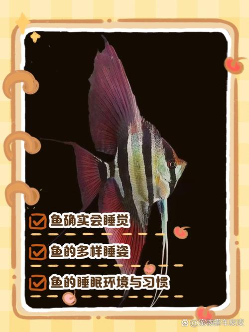解析“鱼需要睡觉吗”你不知道的事-第4张图片 解析“鱼需要睡觉吗”你不知道的事-第4张图片