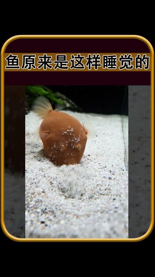解析“鱼需要睡觉吗”你不知道的事-第5张图片 解析“鱼需要睡觉吗”你不知道的事-第5张图片