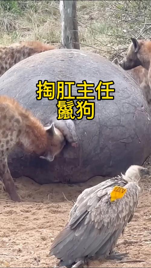 掏肛,掏肛2第二部叫什么名字-第4张图片 掏肛,掏肛2第二部叫什么名字-第4张图片