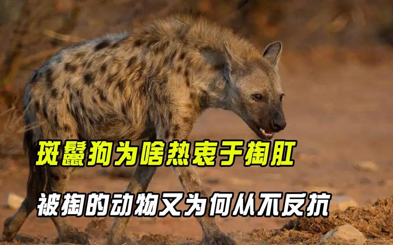 掏肛,掏肛2第二部叫什么名字-第10张图片 掏肛,掏肛2第二部叫什么名字-第10张图片