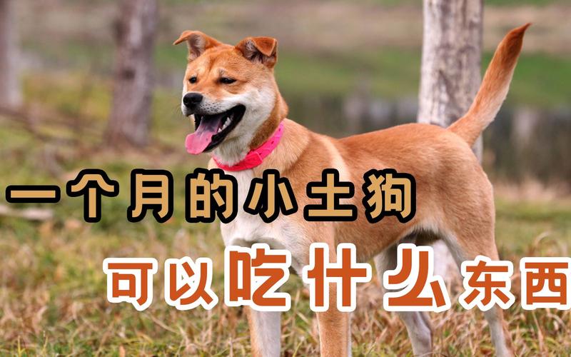 小狗可以吃豆腐吗-狗狗不能食用豆腐的原因-第2张图片 小狗可以吃豆腐吗-狗狗不能食用豆腐的原因-第2张图片