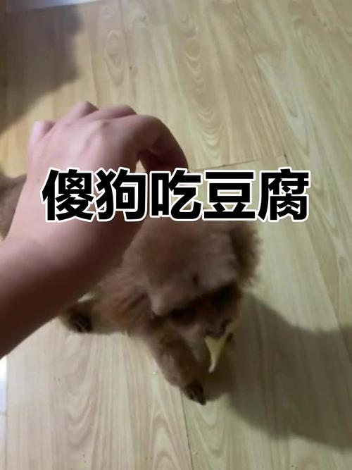 小狗可以吃豆腐吗-狗狗不能食用豆腐的原因-第4张图片 小狗可以吃豆腐吗-狗狗不能食用豆腐的原因-第4张图片