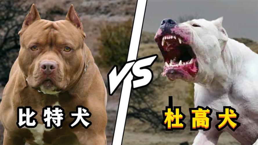 解析“比特犬和斗牛犬的决斗”你不知道的事-第1张图片 解析“比特犬和斗牛犬的决斗”你不知道的事-第1张图片