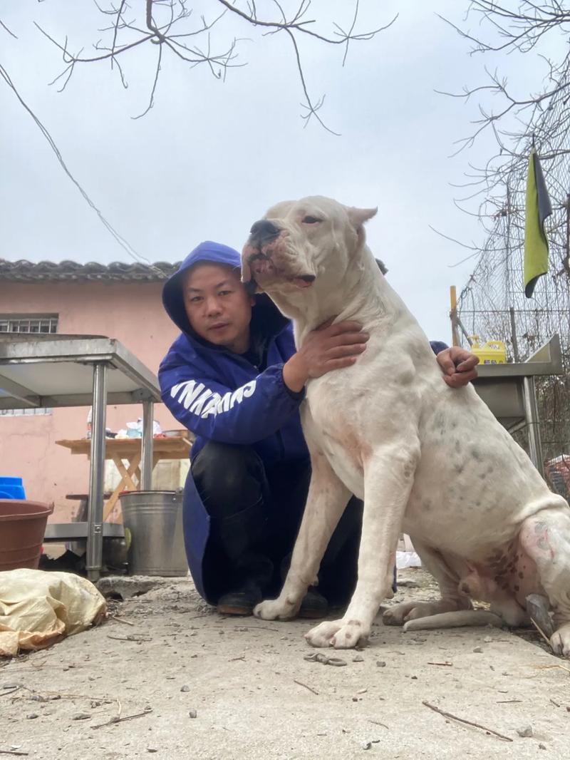 解析“比特犬和斗牛犬的决斗”你不知道的事-第2张图片 解析“比特犬和斗牛犬的决斗”你不知道的事-第2张图片