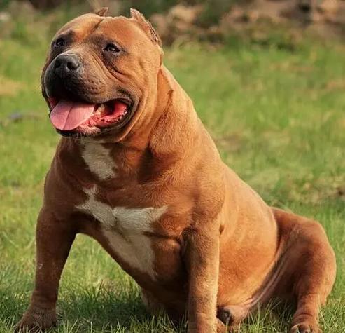 解析“比特犬和斗牛犬的决斗”你不知道的事-第4张图片 解析“比特犬和斗牛犬的决斗”你不知道的事-第4张图片