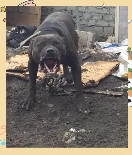 解析“比特犬和斗牛犬的决斗”你不知道的事-第5张图片 解析“比特犬和斗牛犬的决斗”你不知道的事-第5张图片