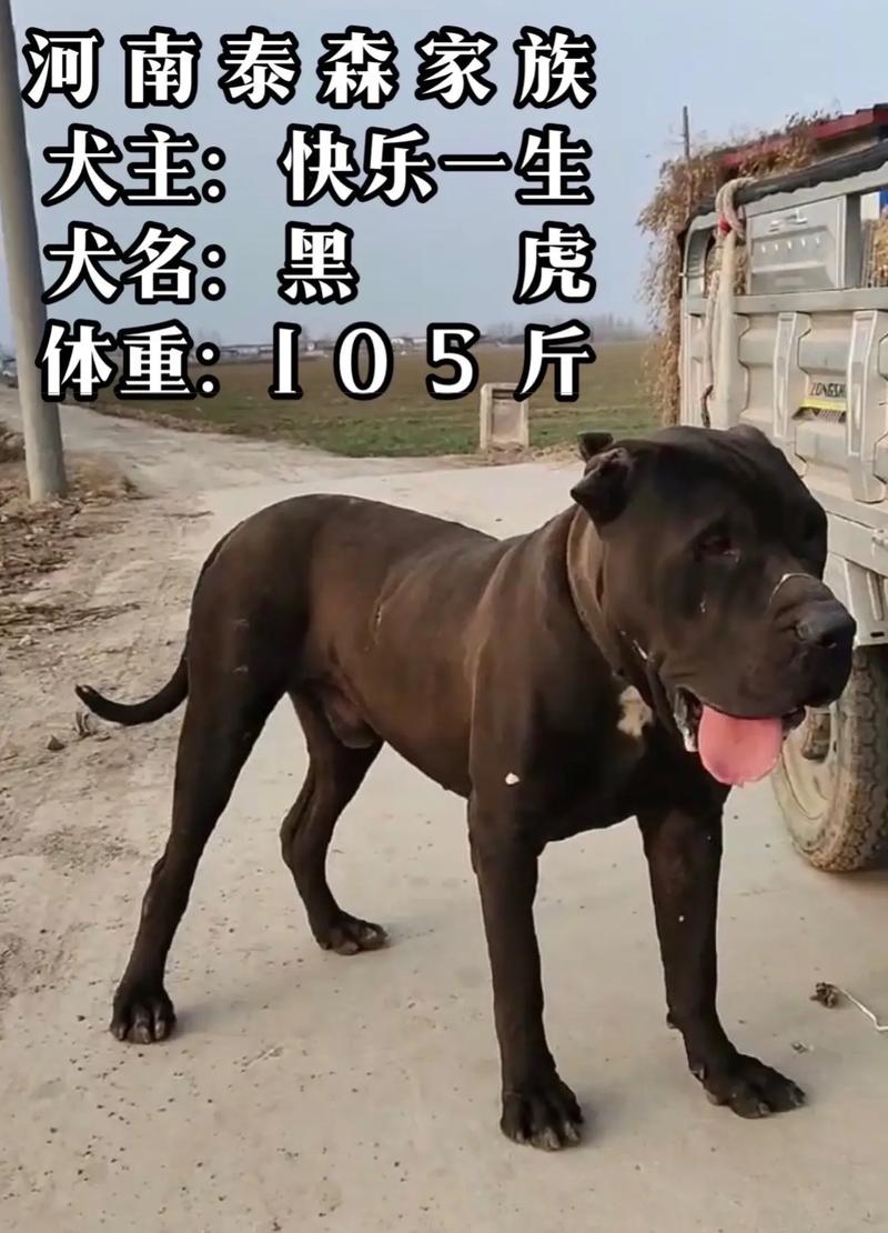 解析“比特犬和斗牛犬的决斗”你不知道的事-第8张图片 解析“比特犬和斗牛犬的决斗”你不知道的事-第8张图片
