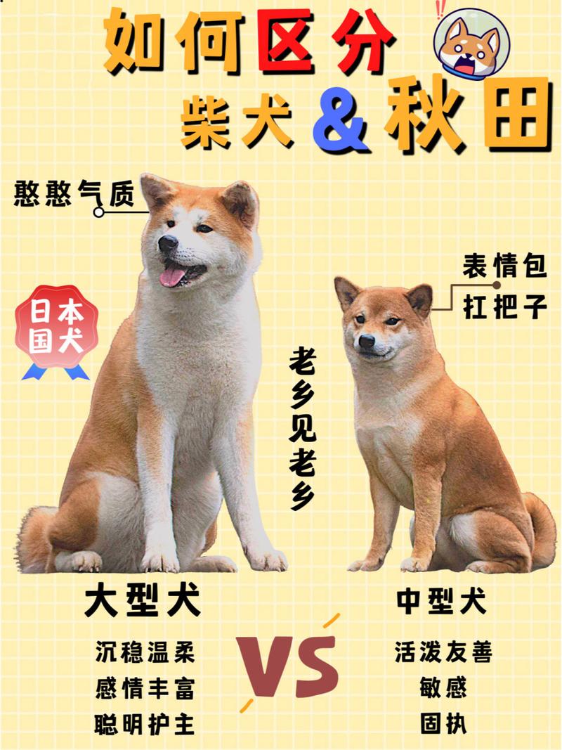 家里适合养秋田犬吗-养秋田犬的好处和坏处-第1张图片 家里适合养秋田犬吗-养秋田犬的好处和坏处-第1张图片