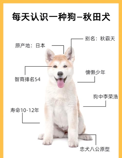 家里适合养秋田犬吗-养秋田犬的好处和坏处-第5张图片 家里适合养秋田犬吗-养秋田犬的好处和坏处-第5张图片