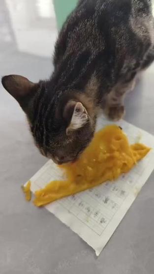 作为消费者“小猫可以吃芒果吗”你不能不知道-第2张图片 作为消费者“小猫可以吃芒果吗”你不能不知道-第2张图片