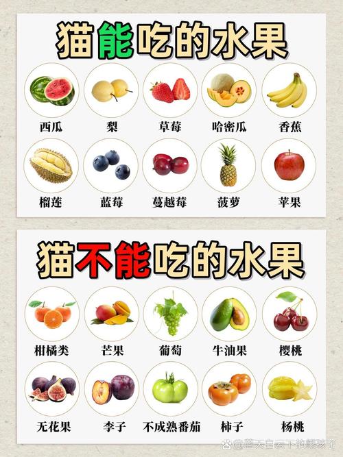 作为消费者“小猫可以吃芒果吗”你不能不知道-第4张图片 作为消费者“小猫可以吃芒果吗”你不能不知道-第4张图片