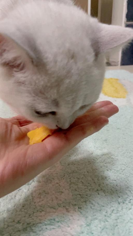 作为消费者“小猫可以吃芒果吗”你不能不知道-第5张图片 作为消费者“小猫可以吃芒果吗”你不能不知道-第5张图片