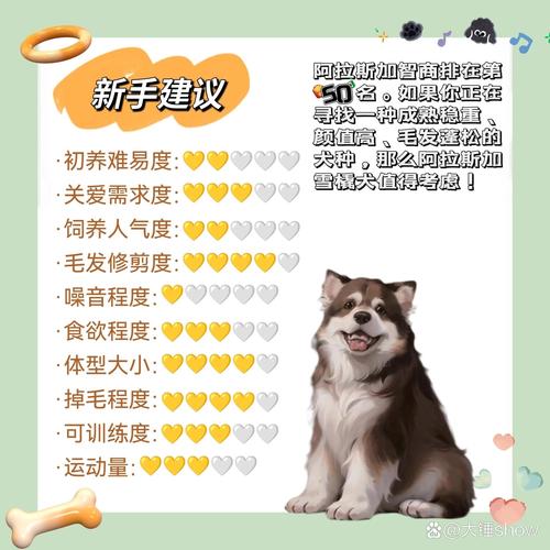 阿拉斯加犬好养吗有什么注意事项/阿拉斯加犬好养嘛-第5张图片 阿拉斯加犬好养吗有什么注意事项/阿拉斯加犬好养嘛-第5张图片