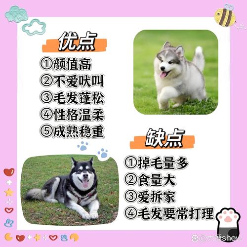 阿拉斯加犬好养吗有什么注意事项/阿拉斯加犬好养嘛-第7张图片 阿拉斯加犬好养吗有什么注意事项/阿拉斯加犬好养嘛-第7张图片