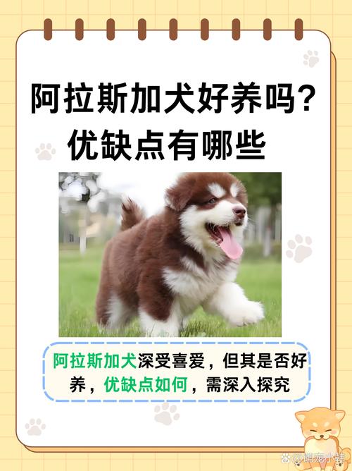 阿拉斯加犬好养吗有什么注意事项/阿拉斯加犬好养嘛-第10张图片 阿拉斯加犬好养吗有什么注意事项/阿拉斯加犬好养嘛-第10张图片