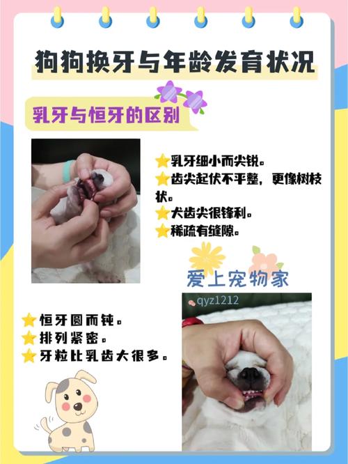 狗狗几个月换牙-狗狗几个月换牙图片