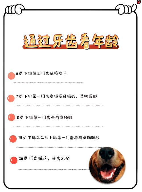 狗狗几个月换牙-狗狗几个月换牙图片-第7张图片 狗狗几个月换牙-狗狗几个月换牙图片-第7张图片