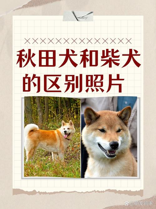 柴犬和秋田的区别-中华田园犬12个品种-第1张图片 柴犬和秋田的区别-中华田园犬12个品种-第1张图片