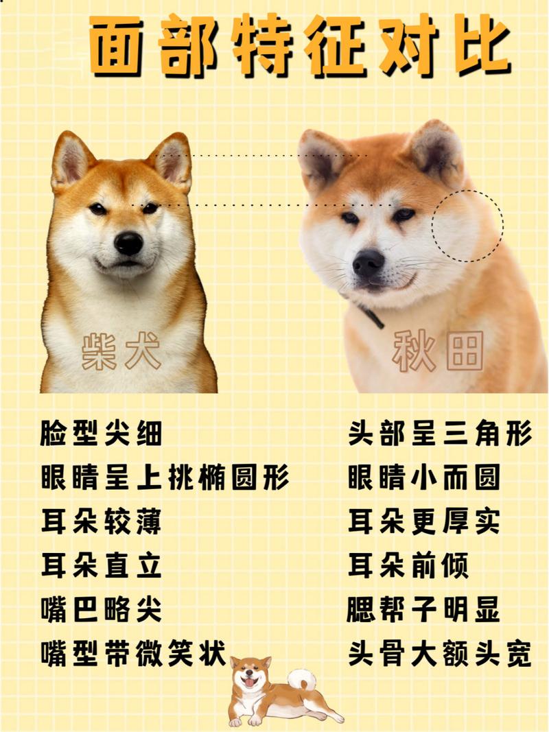 柴犬和秋田的区别-中华田园犬12个品种-第5张图片 柴犬和秋田的区别-中华田园犬12个品种-第5张图片