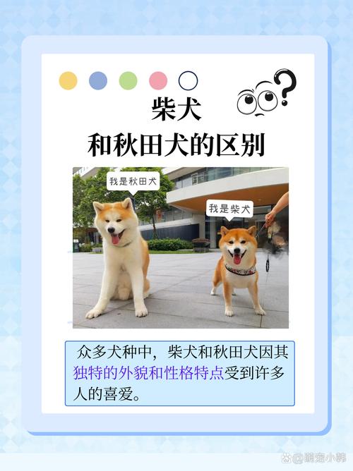 柴犬和秋田的区别-中华田园犬12个品种-第7张图片 柴犬和秋田的区别-中华田园犬12个品种-第7张图片