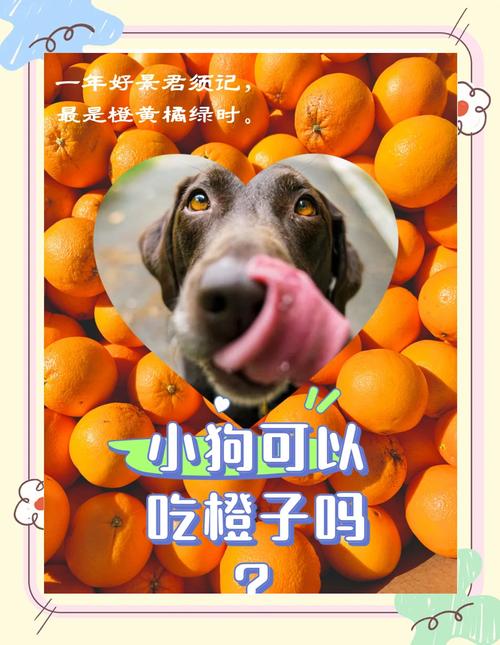 狗狗能不能吃橘子-狗狗能不能吃橘子罐头-第2张图片 狗狗能不能吃橘子-狗狗能不能吃橘子罐头-第2张图片