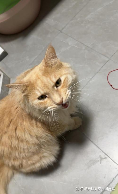 猫咪爱叫唤是怎么了,猫咪爱叫咋办-第2张图片 猫咪爱叫唤是怎么了,猫咪爱叫咋办-第2张图片